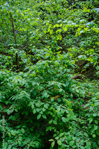 green forest lush with leaves  foliage and bush texture in summer