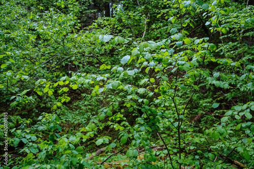 green forest lush with leaves, foliage and bush texture in summer