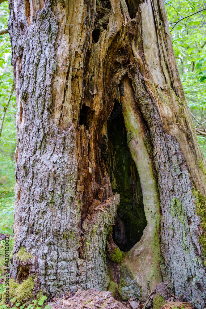Fototapeta premium old dry tree trunk stomp in forest for wood logs