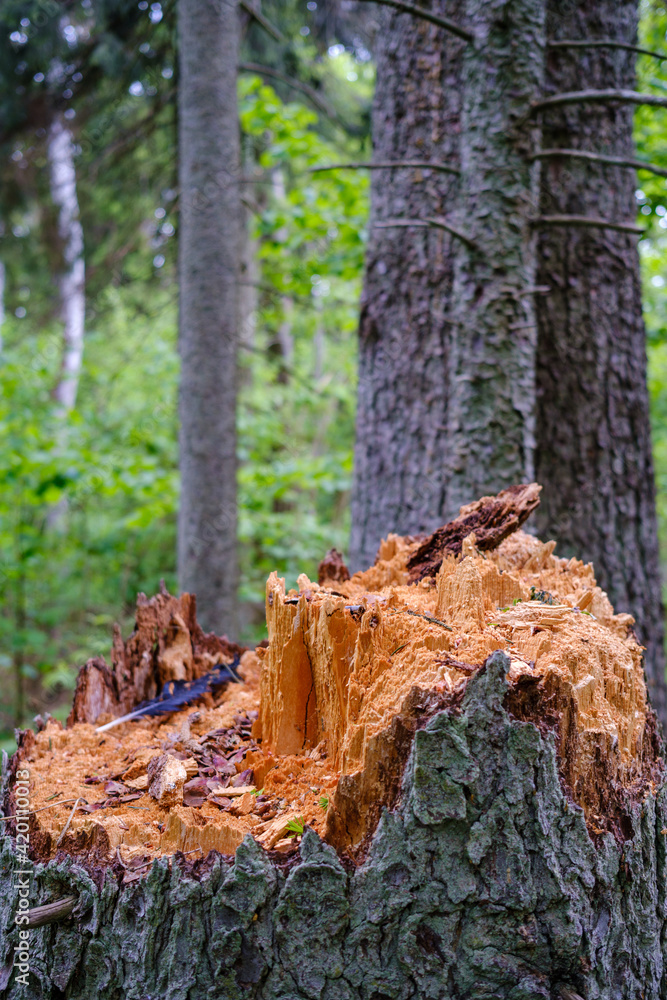 old dry tree trunk stomp in forest for wood logs old dry tree trunk stomp in forest for wood logs