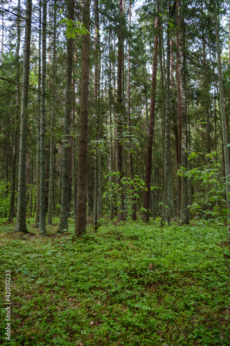 Fototapeta Naklejka Na Ścianę i Meble -  green forest lush with leaves, foliage and bush texture in summer