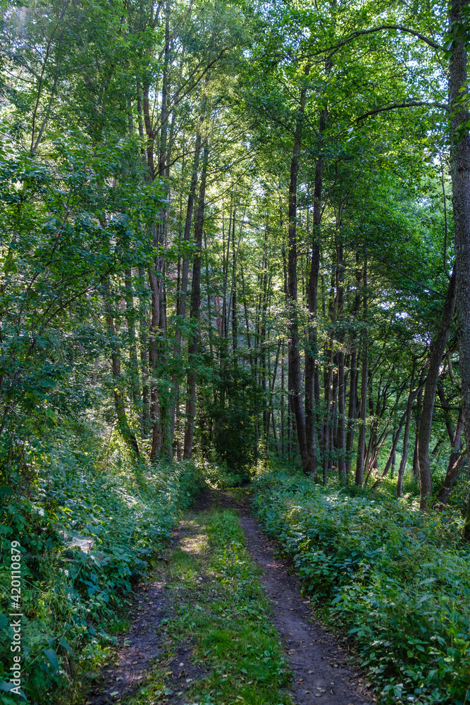 Obraz premium green forest lush with leaves, foliage and bush texture in summer