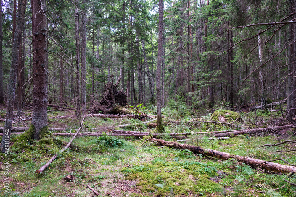 old dry tree trunk stomp in forest for wood logs old dry tree trunk stomp in forest for wood logs