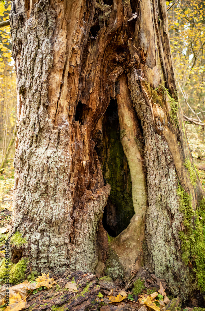 old dry tree trunk stomp in forest for wood logs old dry tree trunk stomp in forest for wood logs