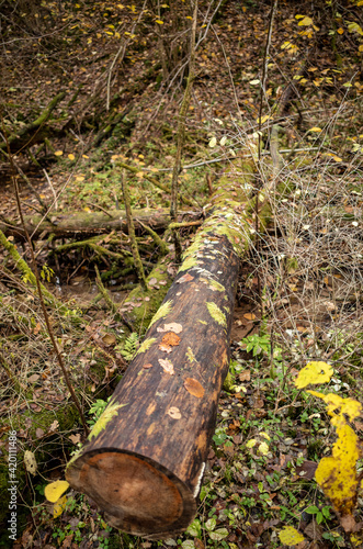 old dry tree trunk stomp in forest for wood logs