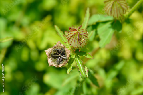 Flower-of-an-hour photo