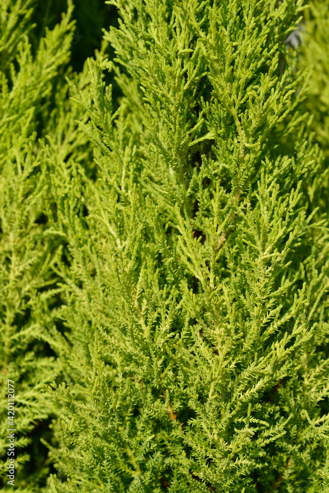Monterey Cypress Wilma Monterey Cypress Wilma
