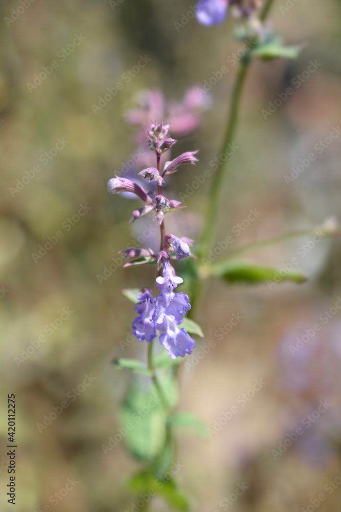 Fototapeta premium Catnip