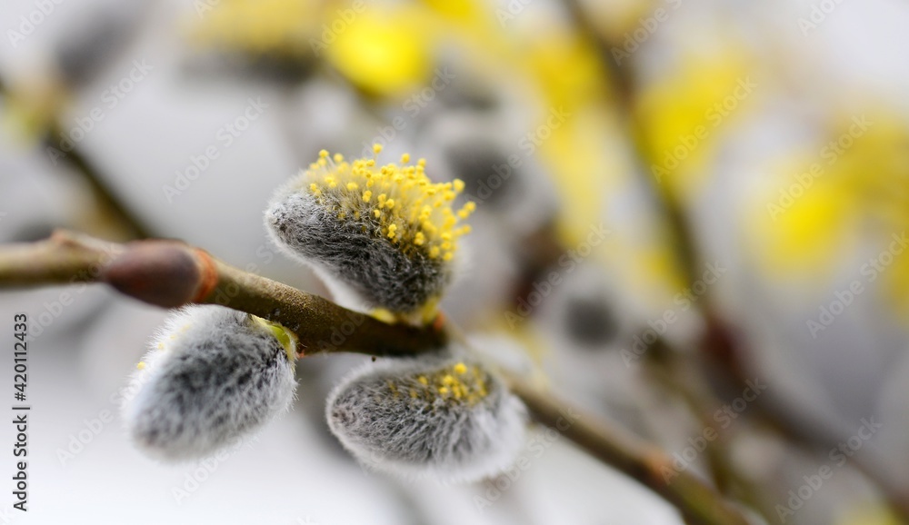Fototapeta premium Pussy willow buds