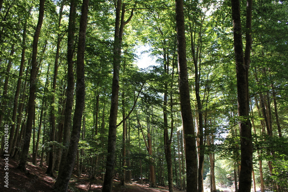 trees in the forest trees in the forest