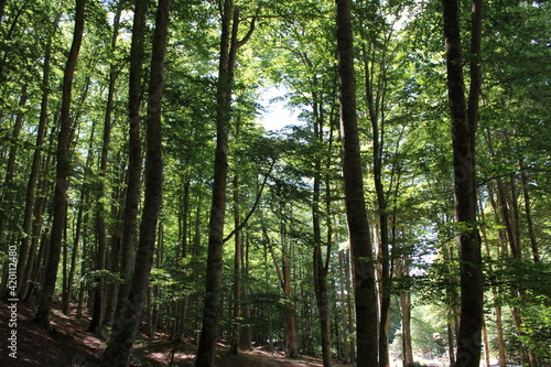 trees in the forest