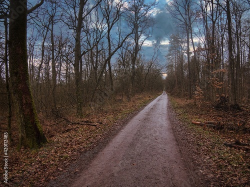 Waldweg im Regen © Thorsten