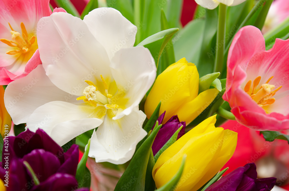 beautiful yellow and pink tulips beautiful yellow and pink tulips
