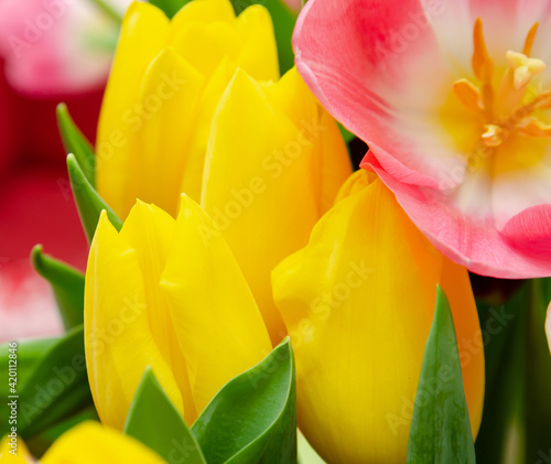 beautiful yellow and pink tulips