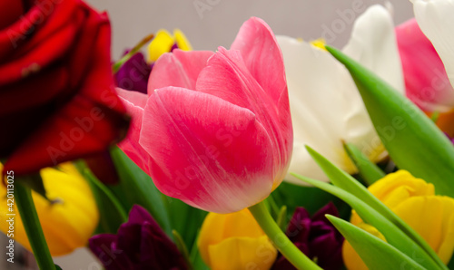 beautiful yellow and pink tulips