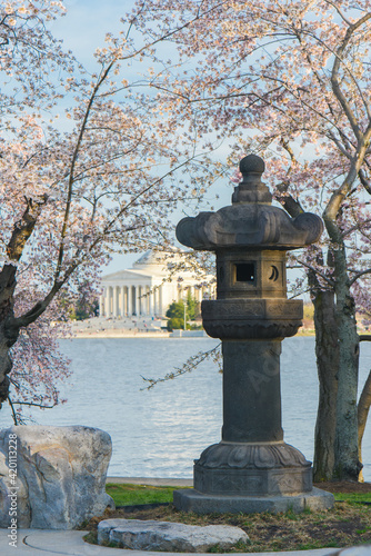 Cherry Blossom Festival in Washington D.C. United States of America