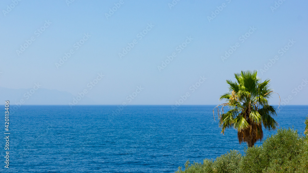 Palm tree on the background of the sea. Green palm tree on a sunny day. Widescreen tropical landscape. Summer vacation concept