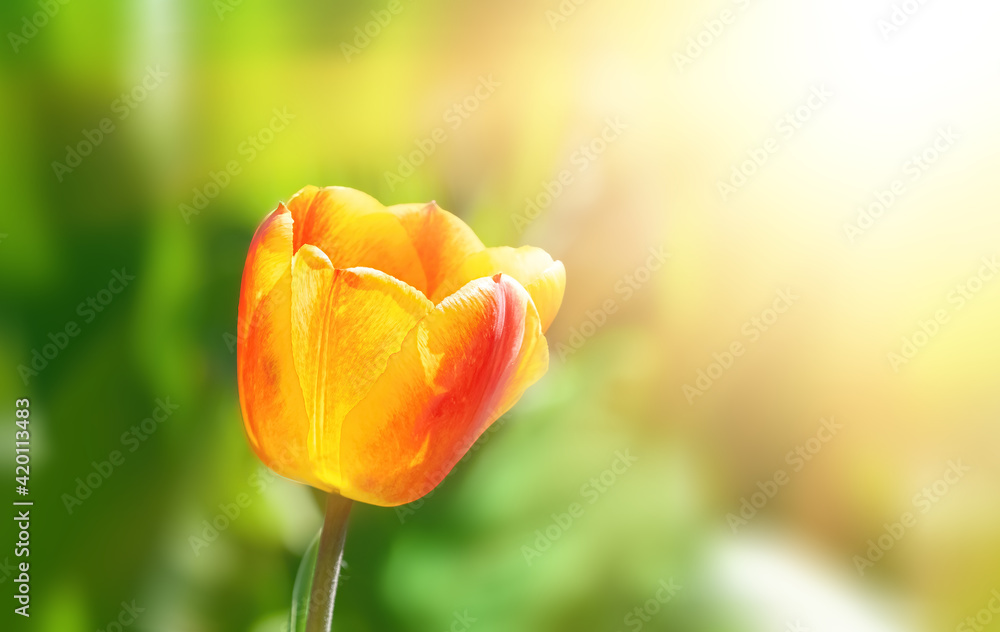 Tulip garden in spring time Tulip garden in spring time