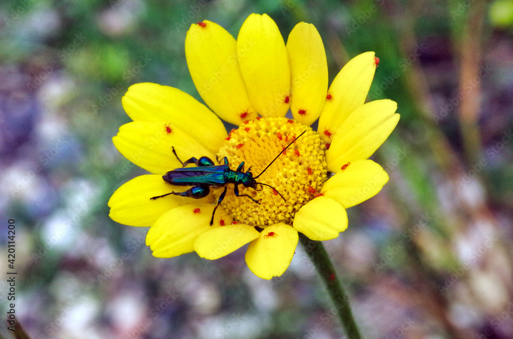insect on yellow flower closeup insect on yellow flower closeup