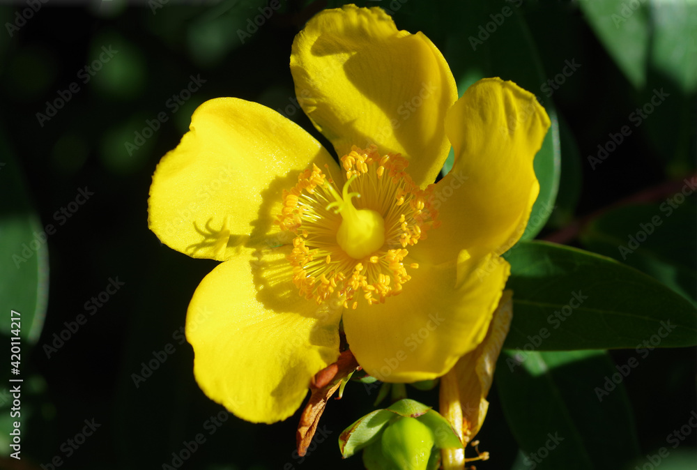 yellow flower extreme closeup