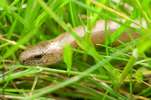 Εκτύπωση καμβά Slow worm