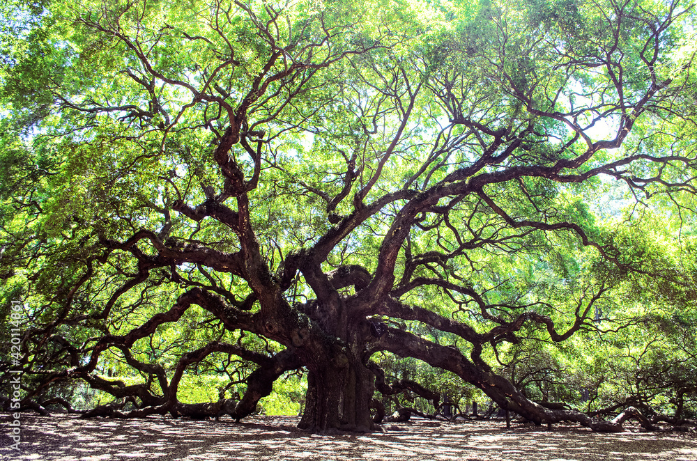 Angel Tree - South Carolina Live Oak