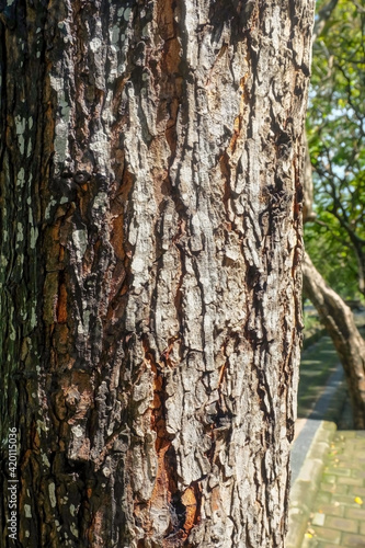 Fototapeta Naklejka Na Ścianę i Meble -  Bark texture. The tree trunk on the side of the road. Background