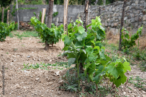 Close-up of a vine plant growing in a vineyard with its developing clusters waiting for the grapes