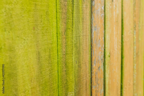 A wooden fence covered in light green algae
