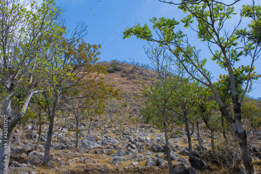 rock trail mountain and green trees on sunny day rock trail mountain and green trees on sunny day