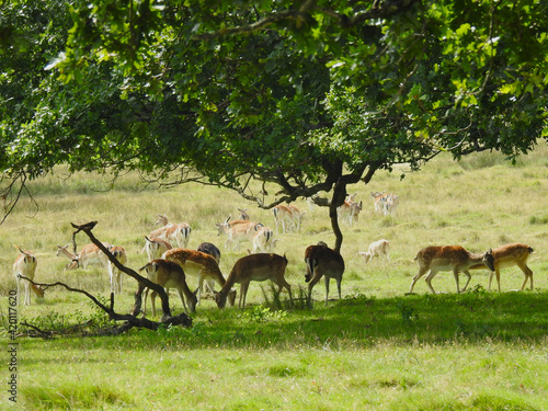 A herd of deer under the branches of trees