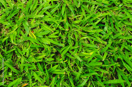 Plano de fundo de grama alta verde vista por cima em tamanho de tela cheia. Textura de grama em fotografia abstrata. Grama alta que está precisando ser cortada. photo
