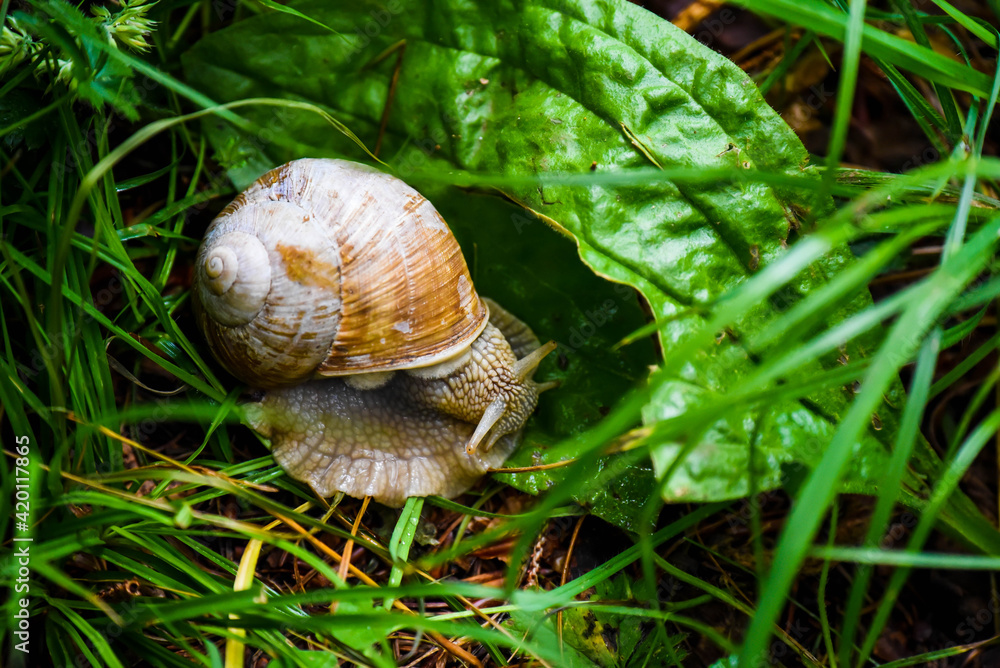 Closeup of an Apple Snail in between green grass and leaves.