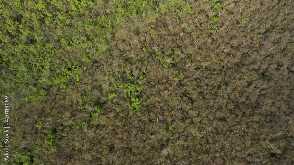 Aerial drone view of a dry and green forest. Aerial drone view of a dry and green forest.