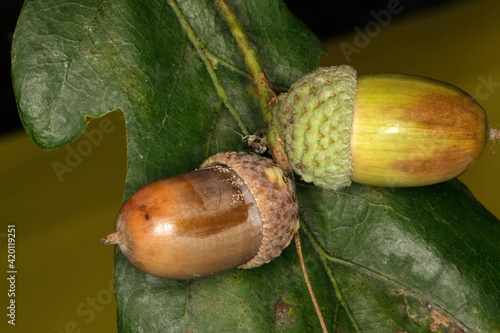 Eiche, Eichel, Eichenfrucht, Wildnahrung, Schmalkalden, Thueringen, Deutschland, Europa --
Oak, acorn, oak fruit, wild food, Schmalkalden, Thuringia, Germany, Europe -  photo