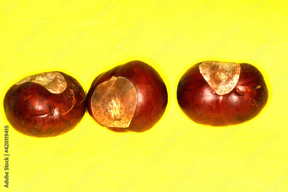 Obraz premium Rosskastanie, Kastanie, Schmalkalden, Thueringen, Deutschland, Europa -- Horse chestnut, Chestnut, Schmalkalden, Thuringia, Germany, Europe