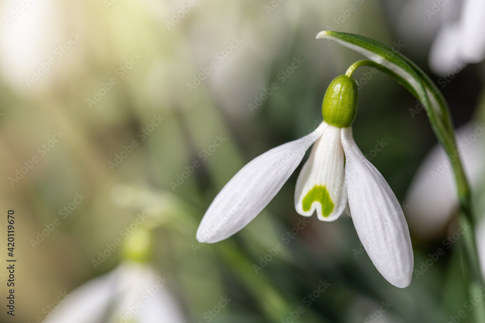 close up of snowdrop flowers under sunlight - spring time flowers close up of snowdrop flowers under sunlight - spring time flowers