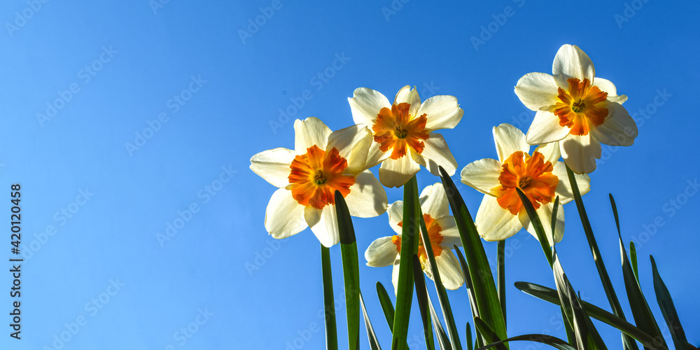 Fresh spring daffodils against blue sky Fresh spring daffodils against blue sky