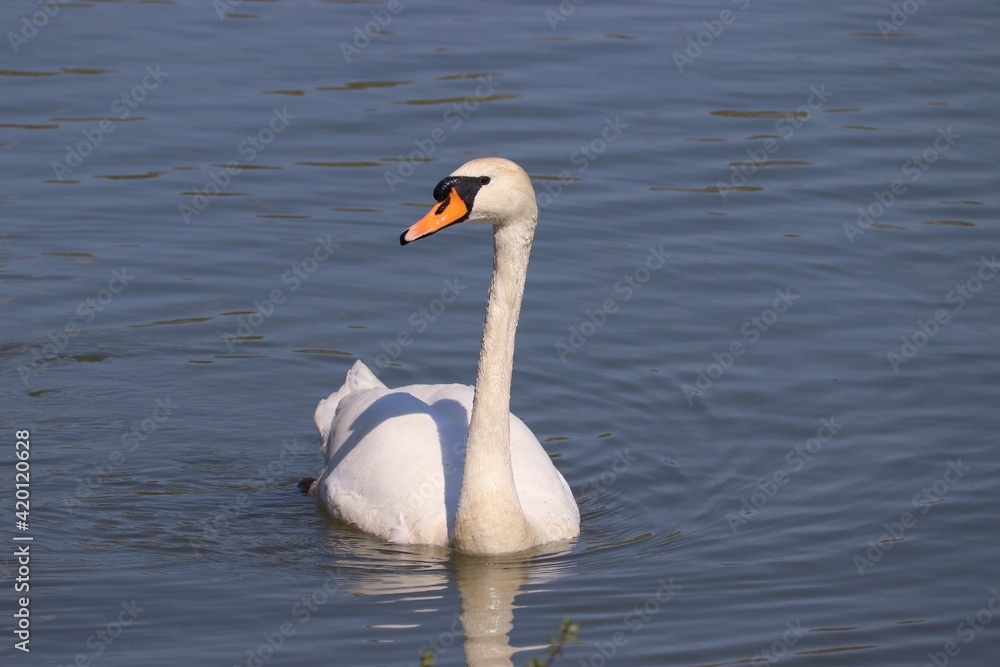 A swan from the profile swimming in the lake A swan from the profile swimming in the lake