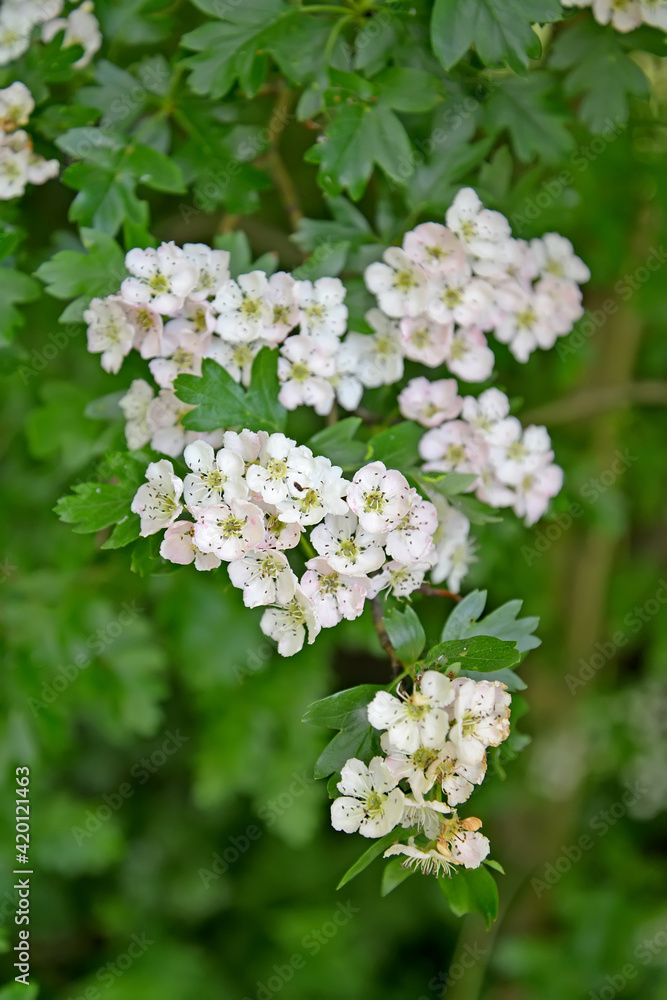 Flowering hawthorn is single-penned (Crataegus monogyna Jacq.). White inflorescences Flowering hawthorn is single-penned (Crataegus monogyna Jacq.). White inflorescences