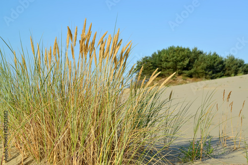 Fototapeta Naklejka Na Ścianę i Meble -  Summer landscape of the Curonian Spit with sand-loving herbs
