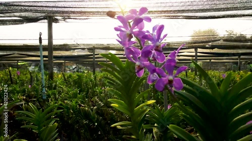 Purple orchids in the orchid garden, video 4 K.