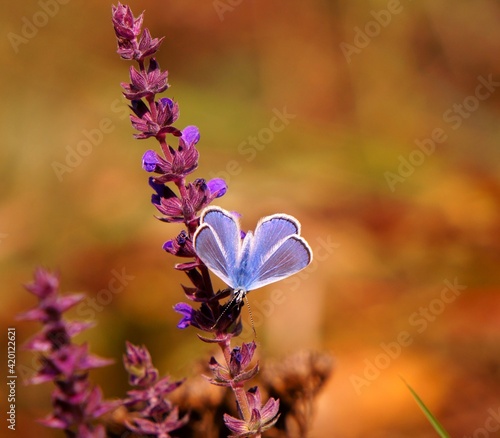 butterfly on a flower