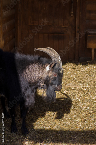 A large black horned goat with a beard stands in a corral