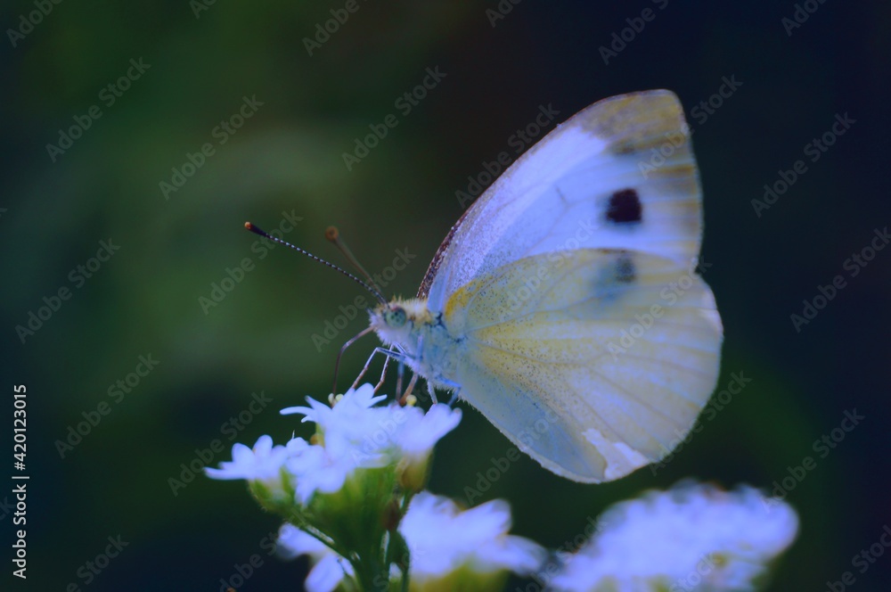 butterfly on a flower