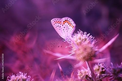 Canvas Print butterfly on pink flower