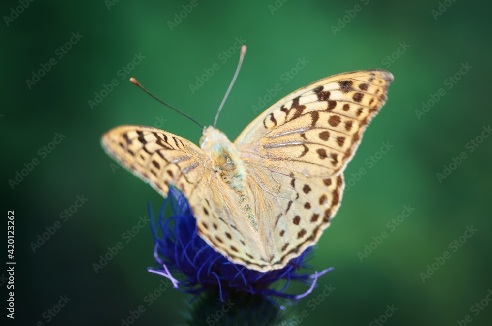 Obraz premium butterfly on a leaf
