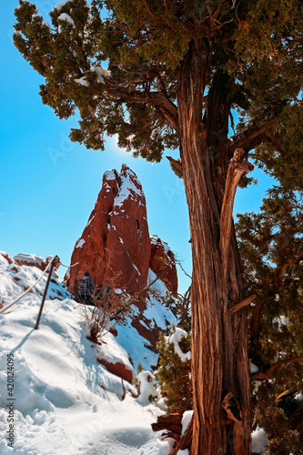 tree in winter