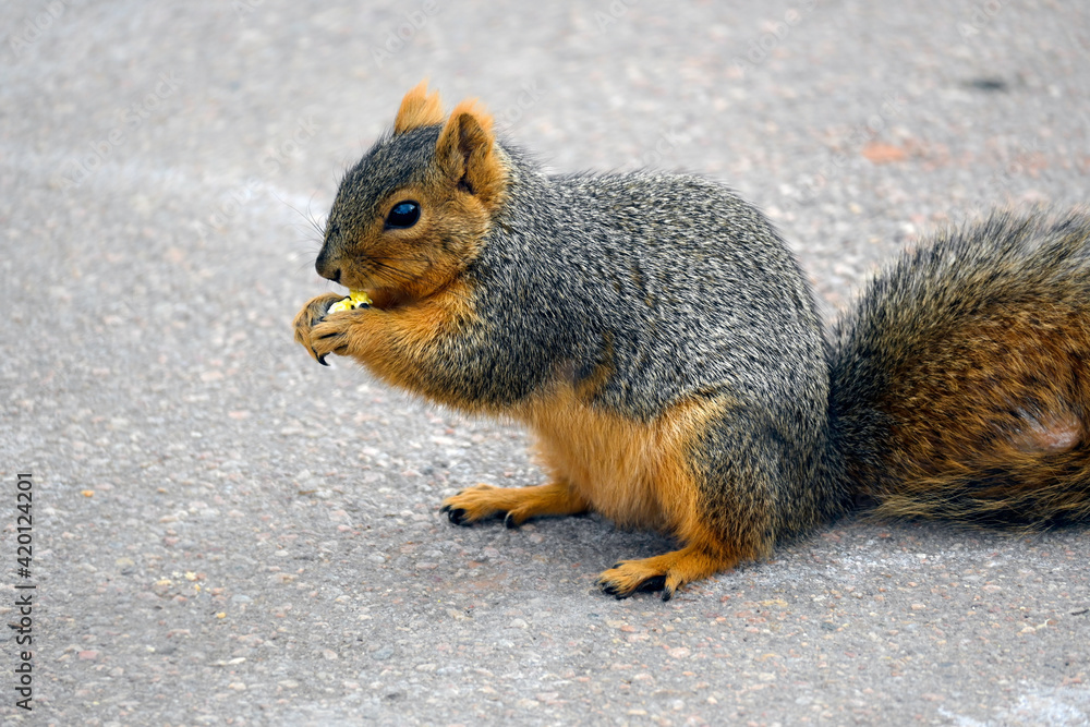 Squirrel eating popcorn Squirrel eating popcorn