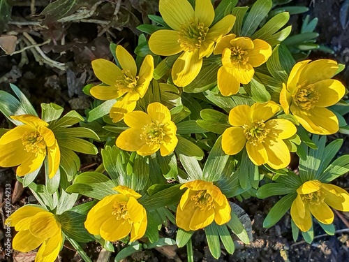 Eranthis hyemalis, the winter aconite, an early messenger of spring blooming in winter